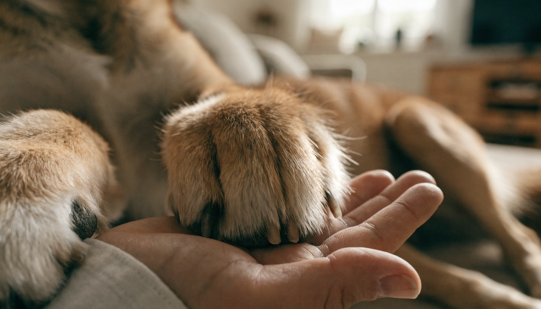 When Should You Start Grooming Your Puppy?