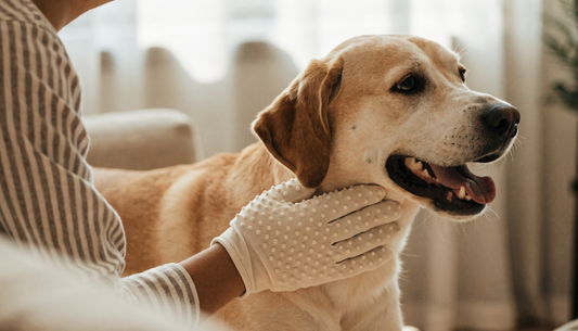 How Often Should You Use Pet Grooming Gloves?