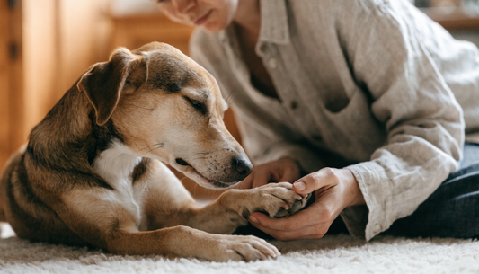 How to Trim a Nervous Dog's Nails Without the Drama