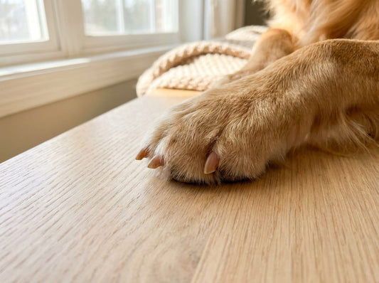Dog nail trimming