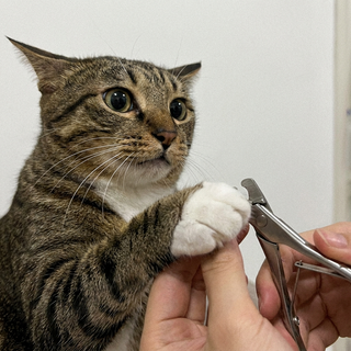 Cats That Run the Moment They See Clippers