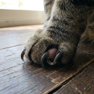 Overgrown Nails Hurt Your Cat