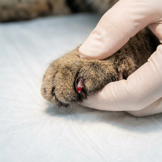 One Wrong Cut Can Cause Lasting Trauma